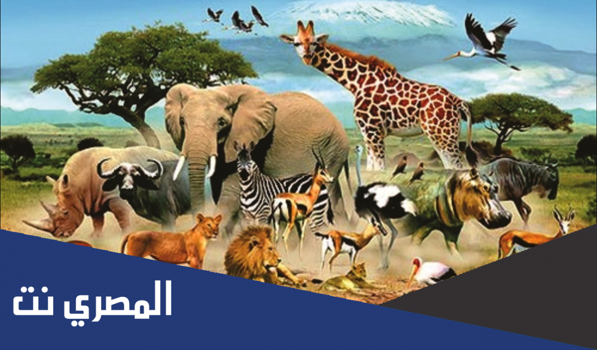 اي مستويات التصنيف يضم اكبر عدد من المخلوقات الحية