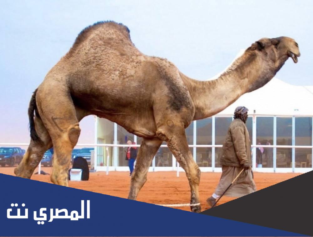 اين يوجد اغلى جمل في العالم