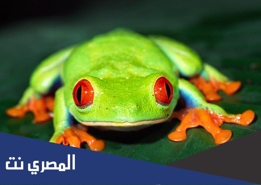 حيوان ليس له اسنان
