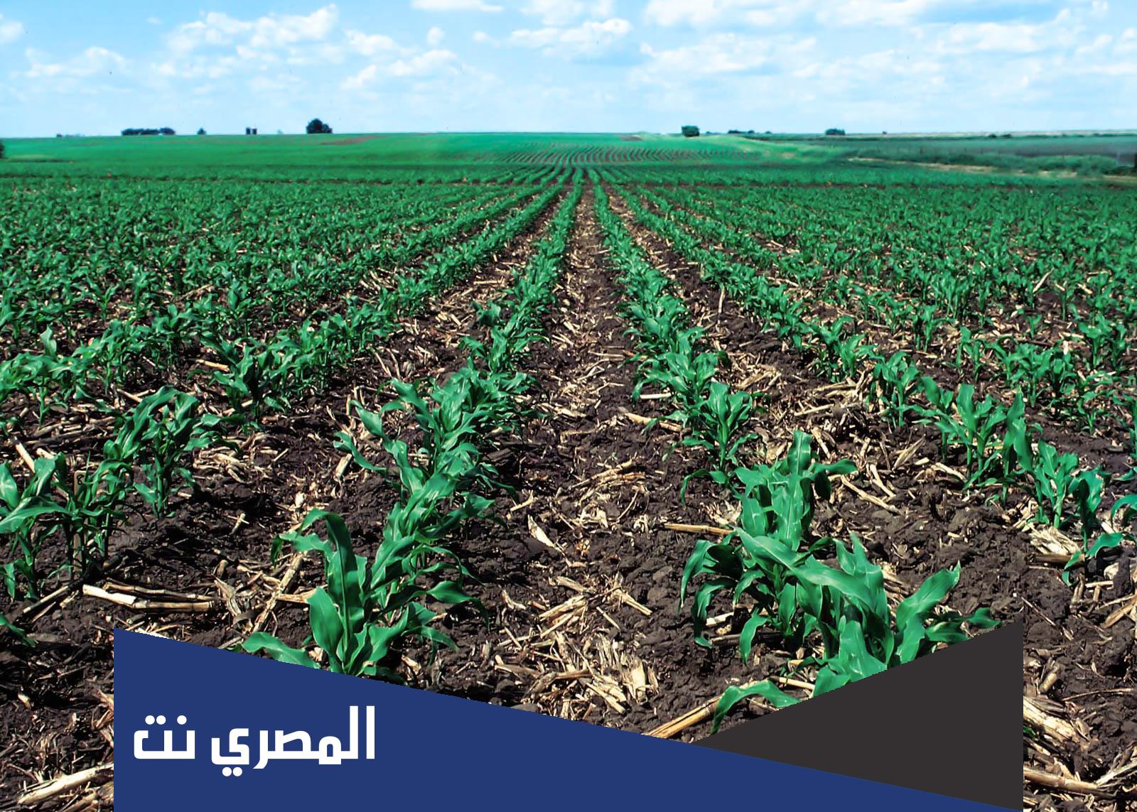 زكاة الزروع مقدارها نصف العشر لما سقي بماء المطر