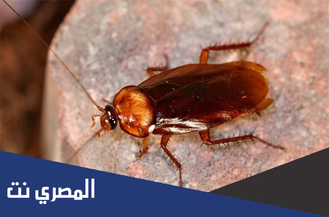 ما سبب وجود الصراصير في غرفة النوم