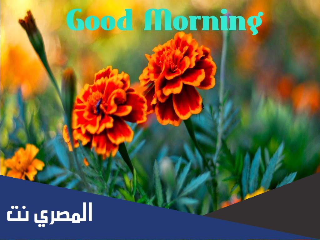 الرد على قود مورننق