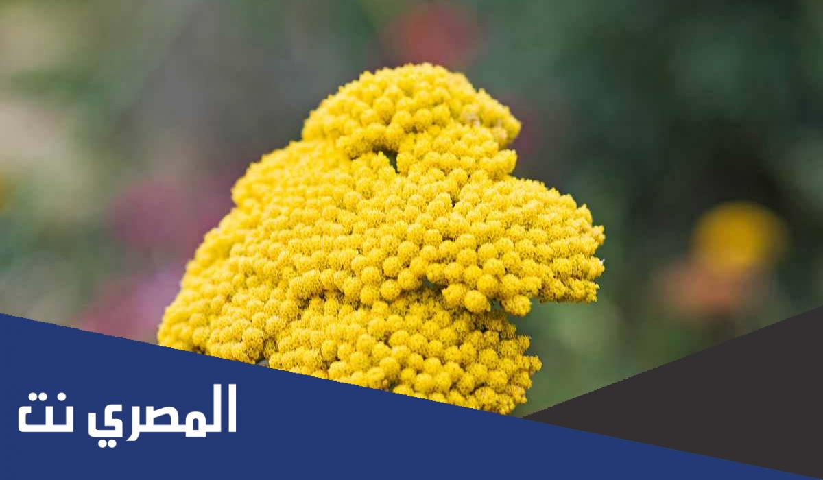 عشبة الوسمة جابر القحطاني