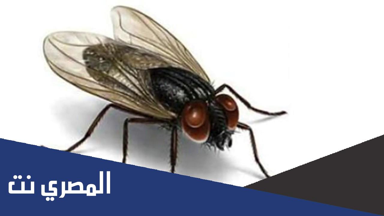 عمر الذبابة كم يوم