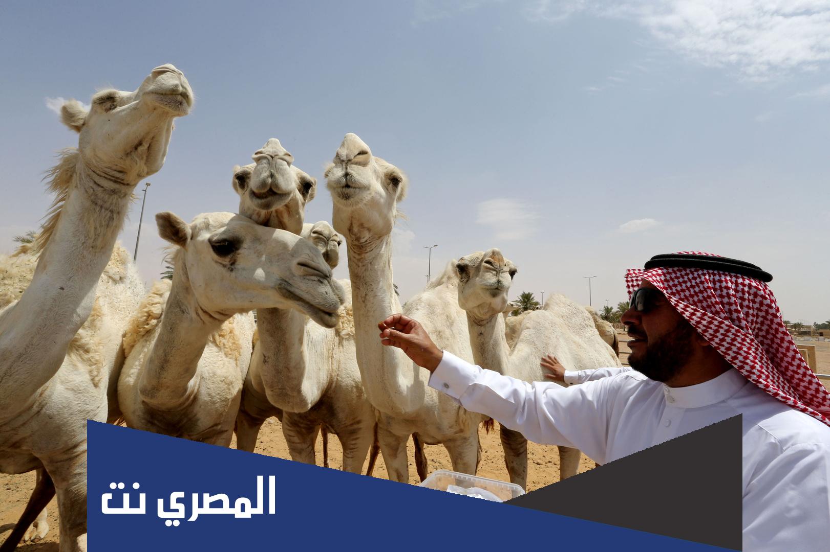 كم ثروة الدبوس راعي الابل