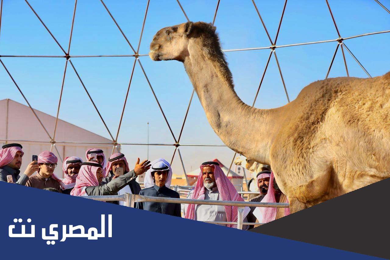 كم سعر اغلى جمل في العالم