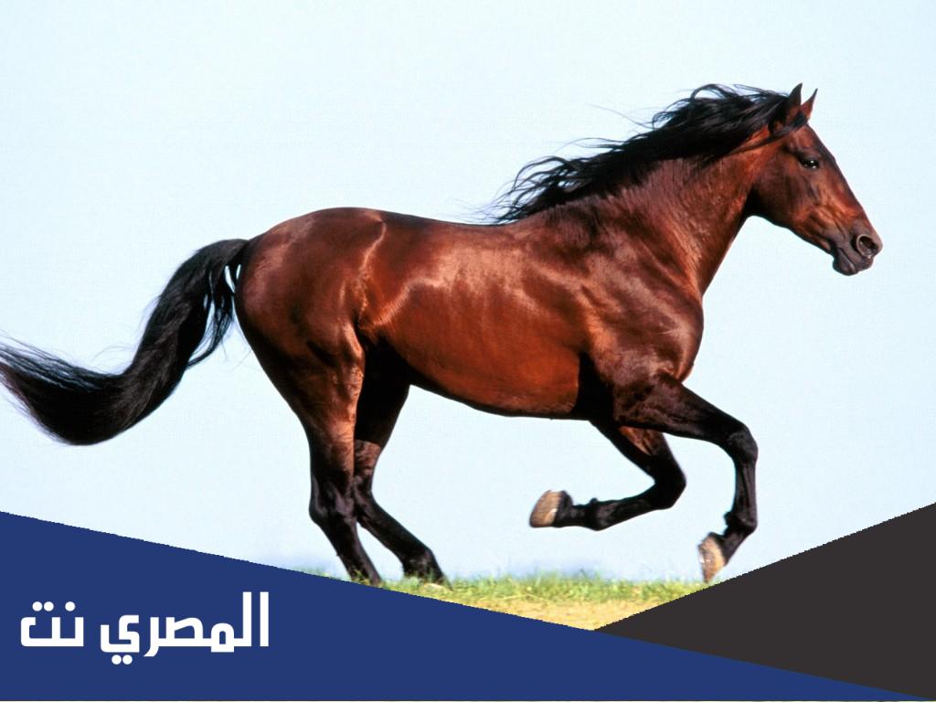 كم سعر اغلى خيل في العالم