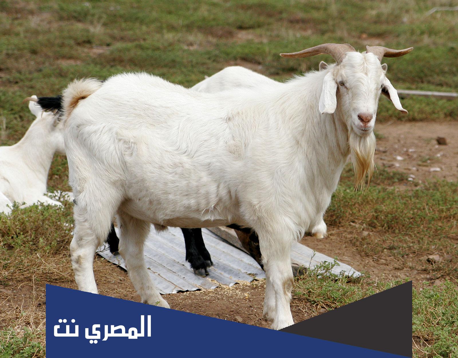 كم سعر التيس في تايلاند