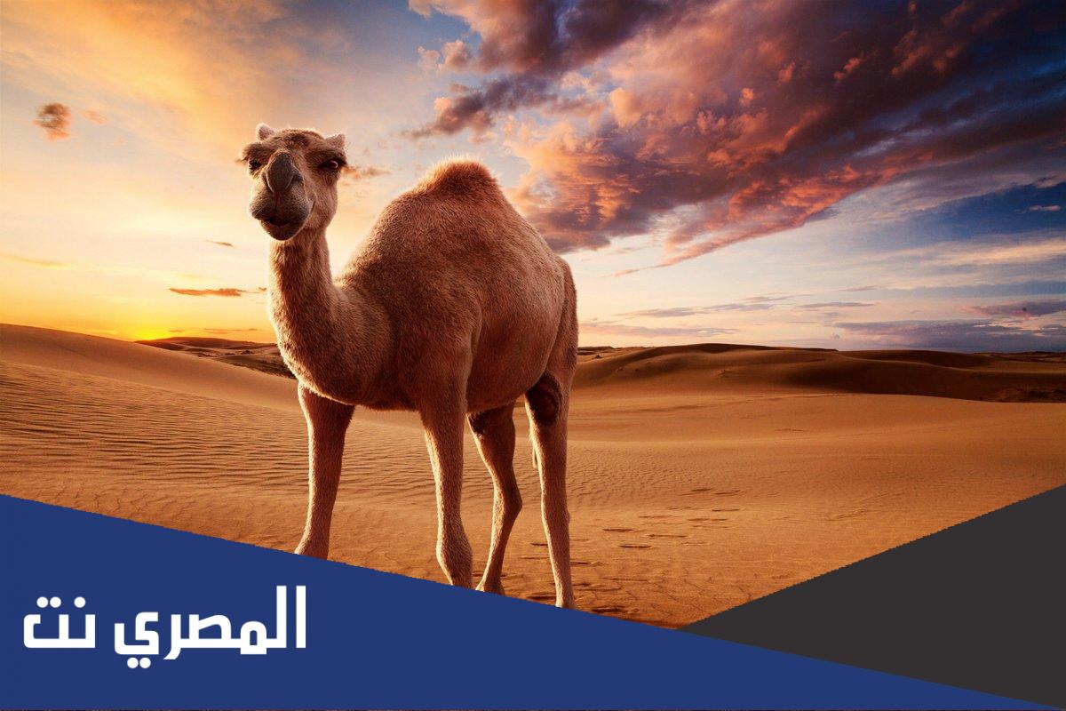 كم سعر الجمل في الإمارات