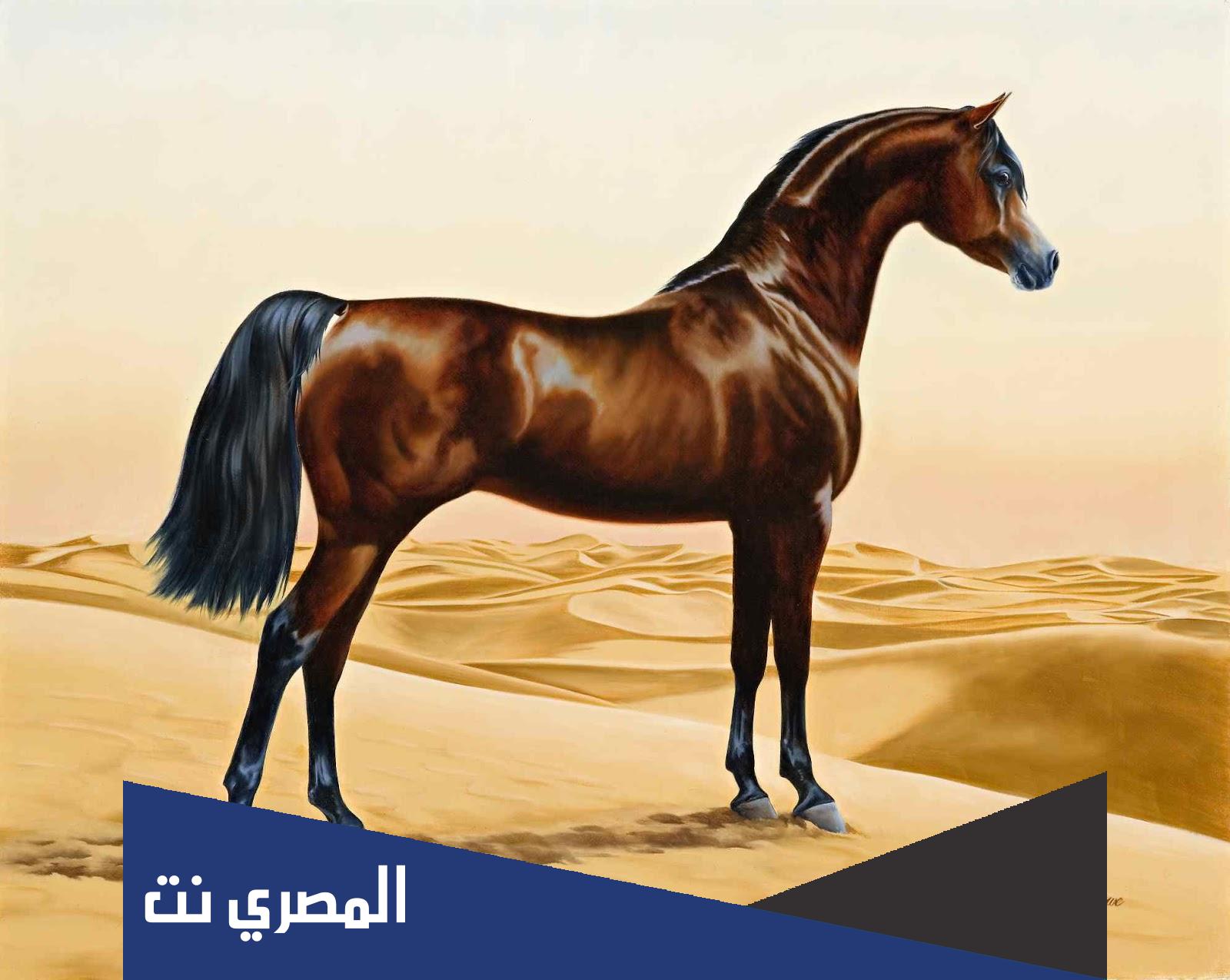 كم سنة يعيش الحصان