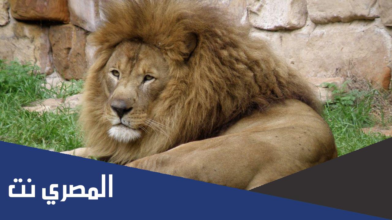 كم سنه يعيش الأسد