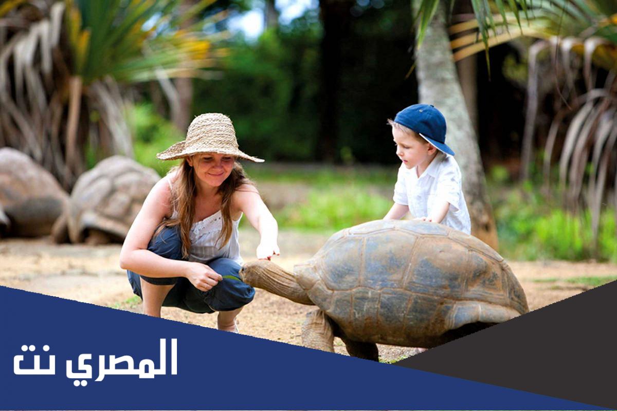 كم عدد اسنان السلحفاة