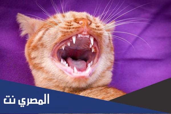 كم عدد اسنان القط البالغ.