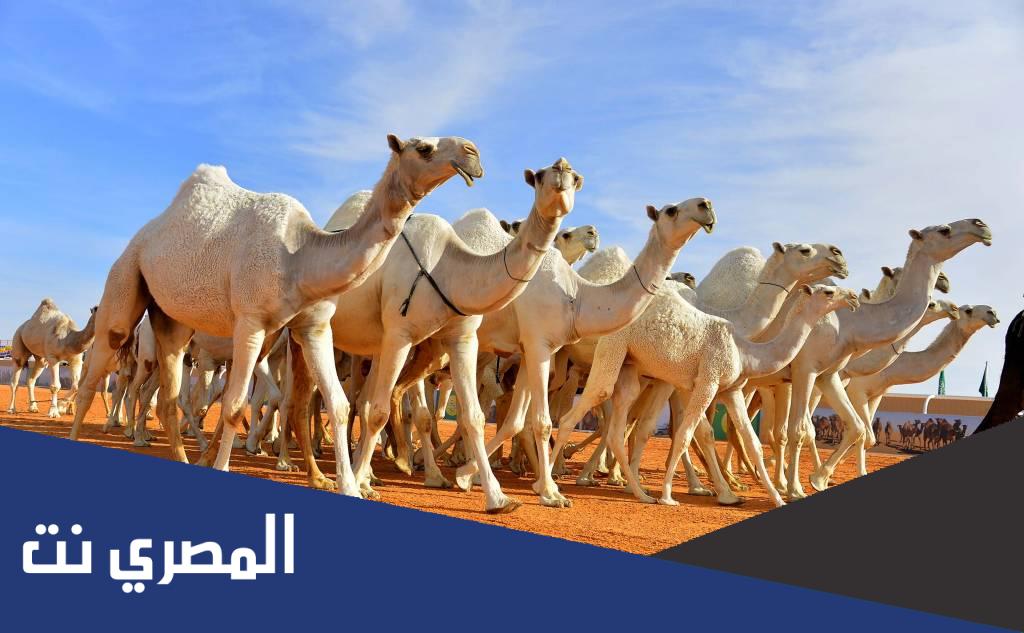كم عدد الإبل في السعودية
