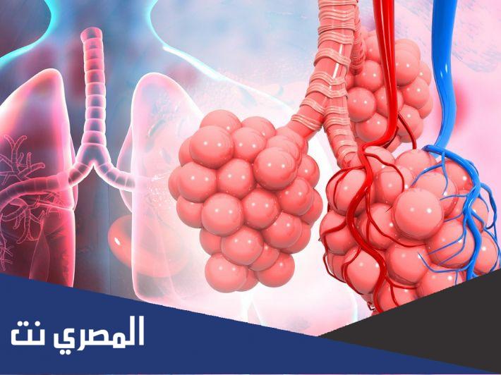 كم عدد الحويصلات الهوائية في الرئتين