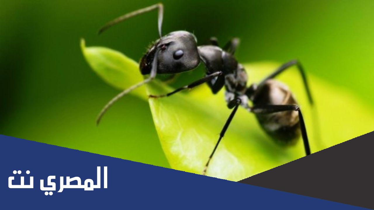 عدد النمل في العالم