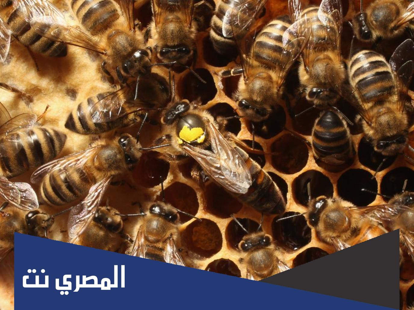 كم ملكة في خلية النحل
