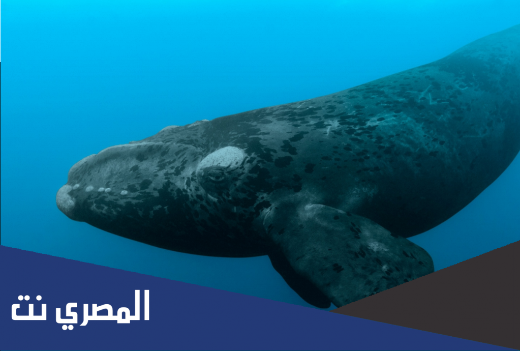 كم يبلغ عدد البيض الذي يضعه الحوت في كل عام