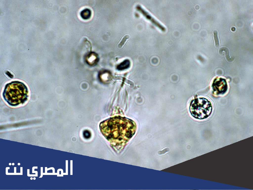 كيف تحصل اليوغلينا على غذائها