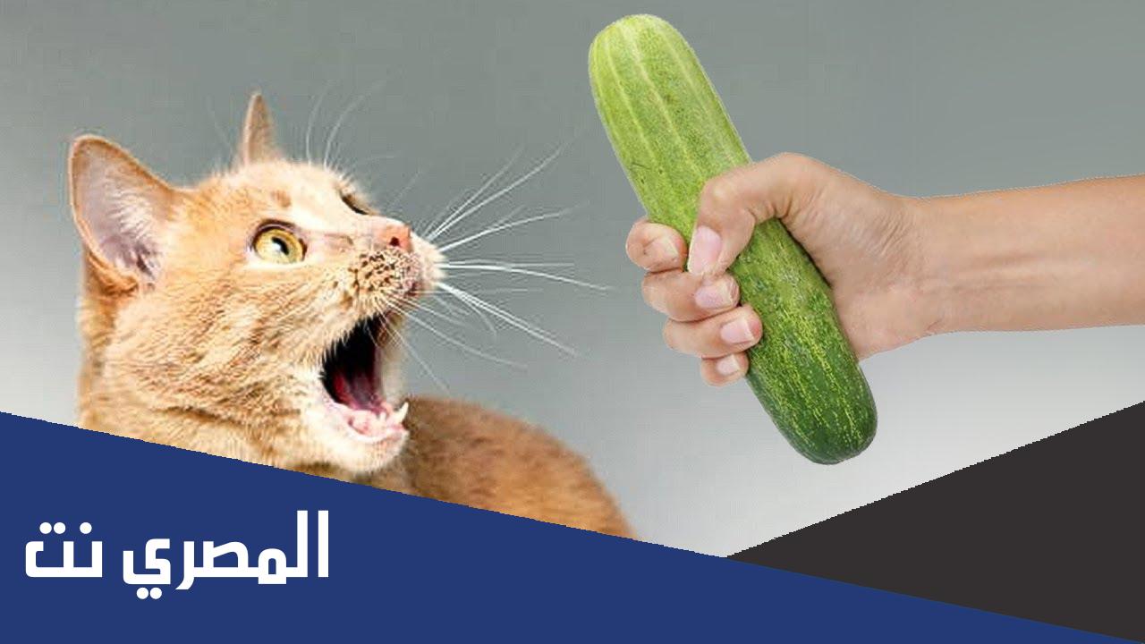 لماذا القطط تخاف من الخيار