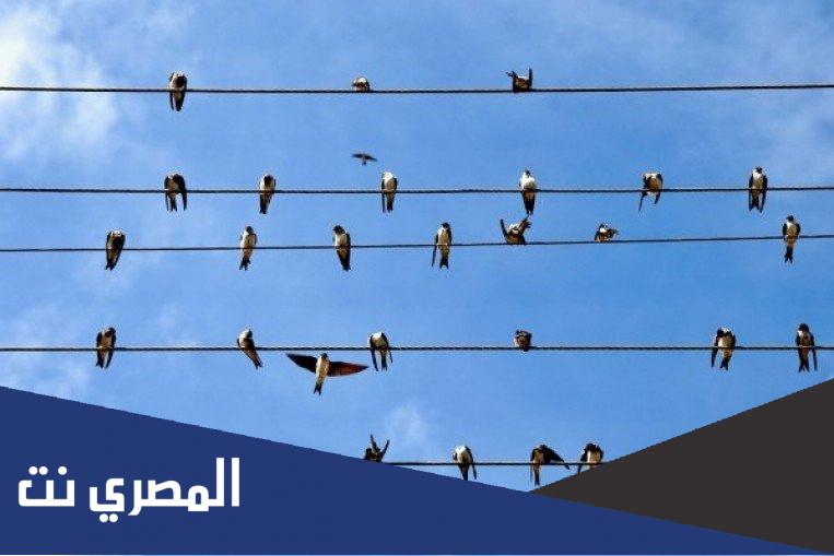 لماذا الكهرباء لا تصعق الطيور