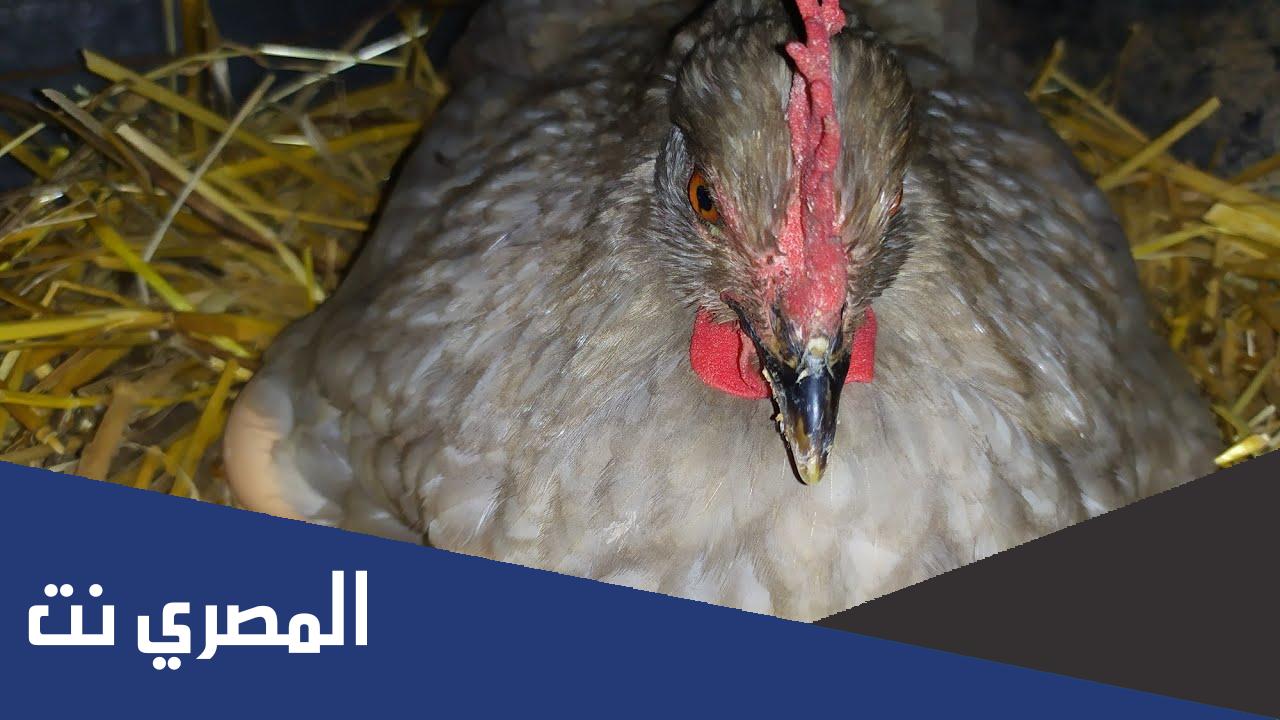 لماذا تحضن الدجاجة بيضها