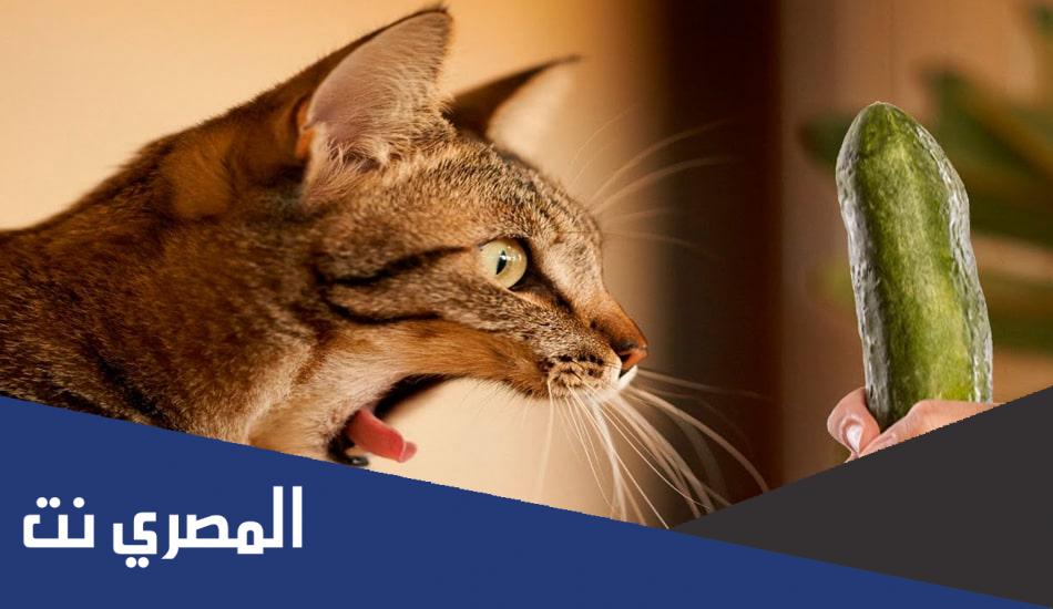 لماذا القطط تخاف من الخيار