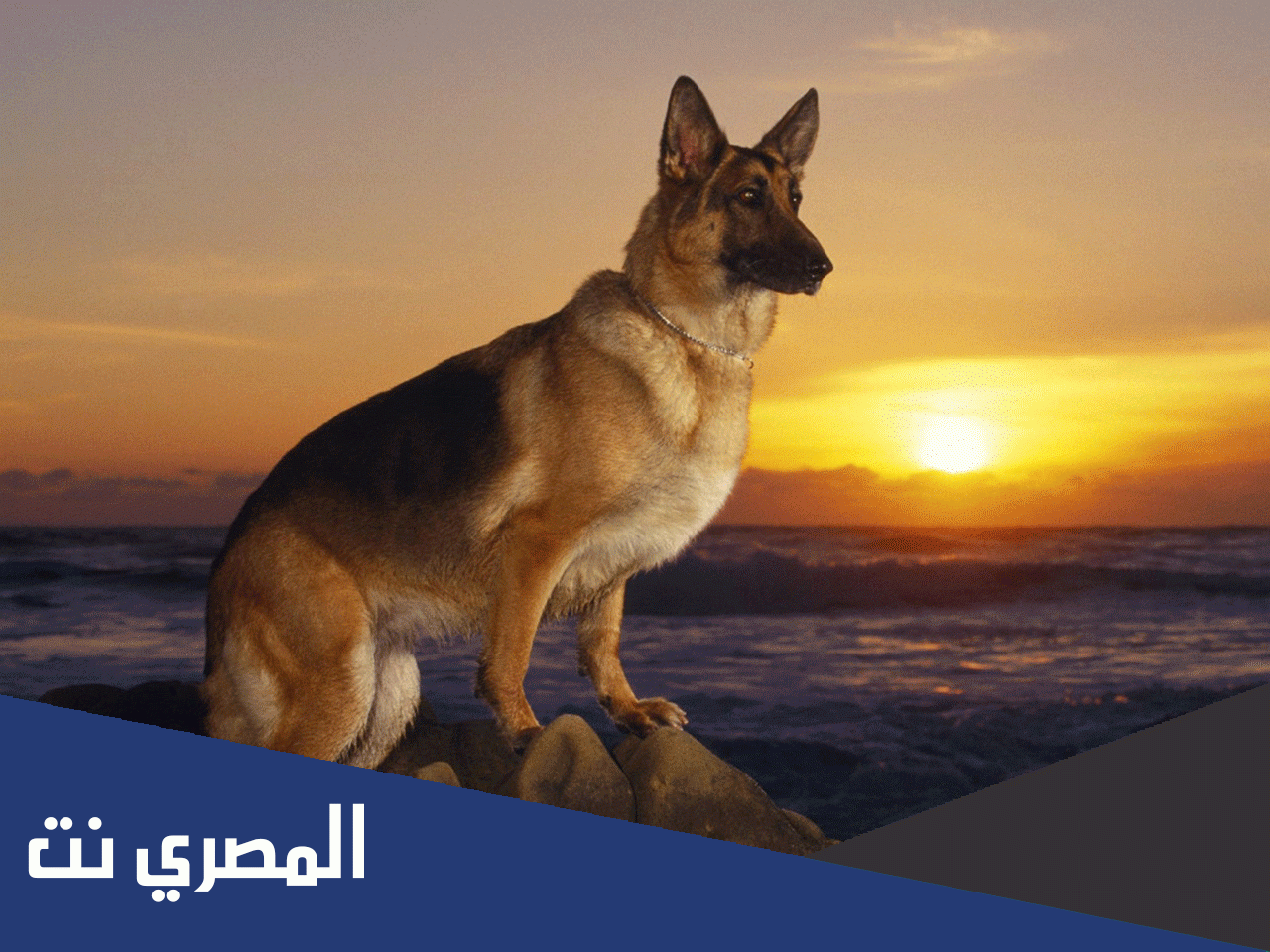 لماذا تلتصق الكلاب