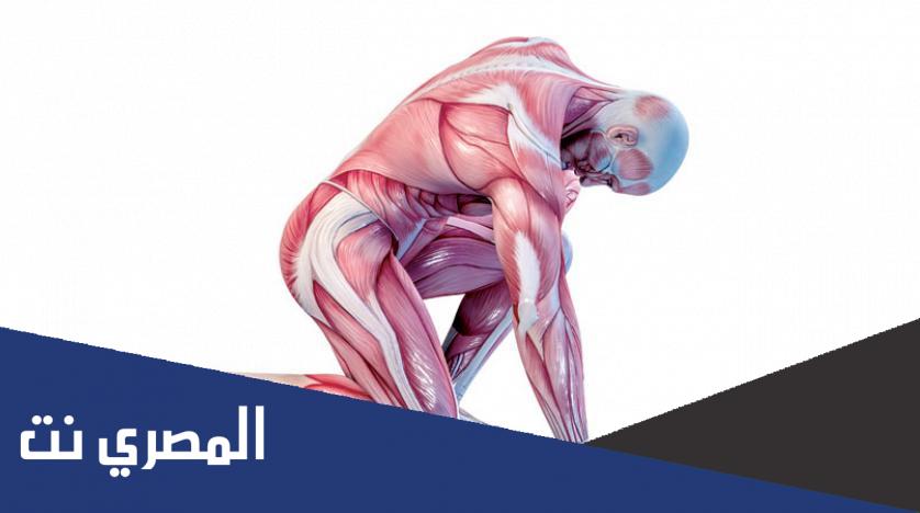 لماذا سميت العضلات الهيكليه بهذا الاسم