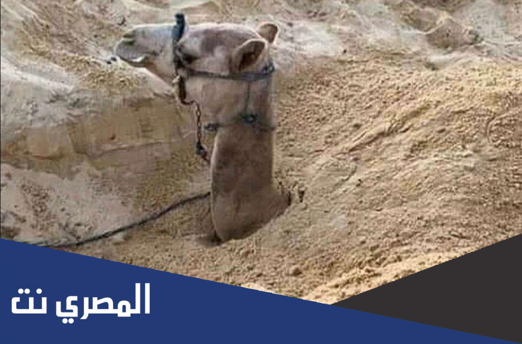لماذا يدفن الجمل في التراب ؟