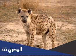 لماذا يمشي الضبع على يديه