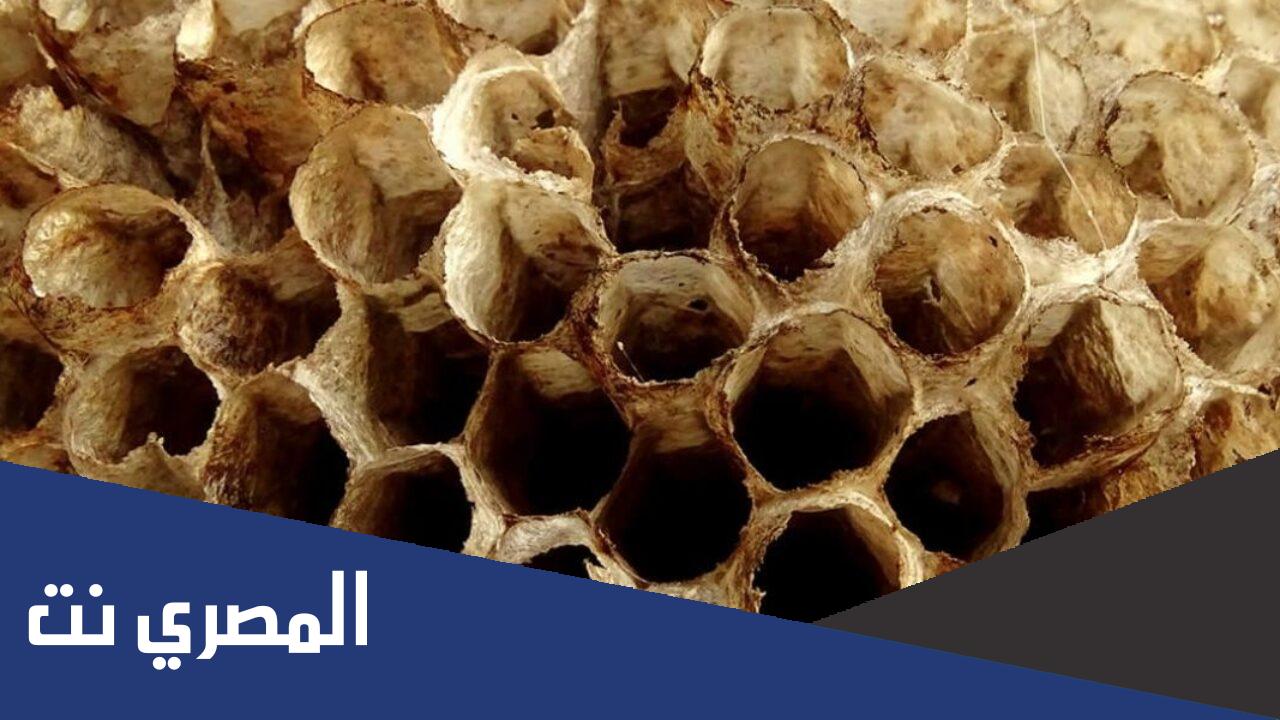 ما معنى كلمة رهاب النخاريب