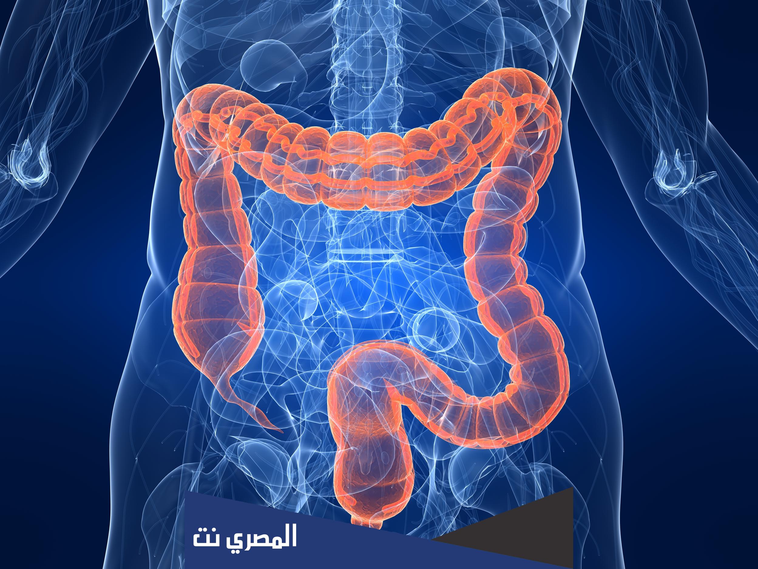 ما نوع النسيج العضلي في الأمعاء