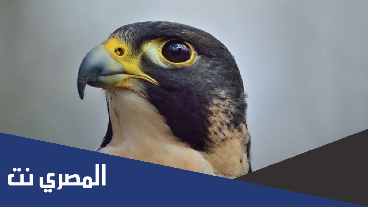 ما هو اسرع طائر في العالم