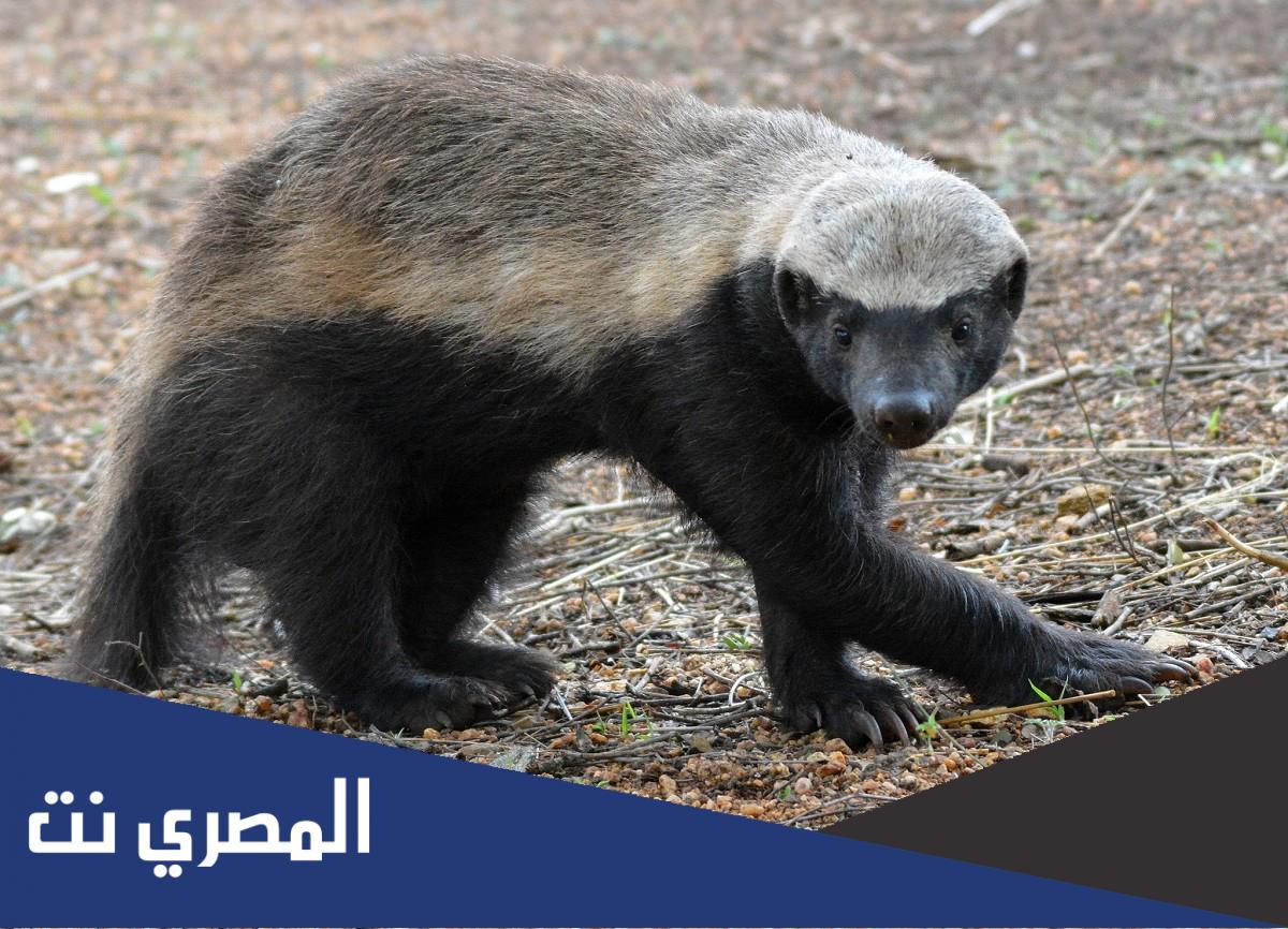 ما هو اشجع حيوان في العالم