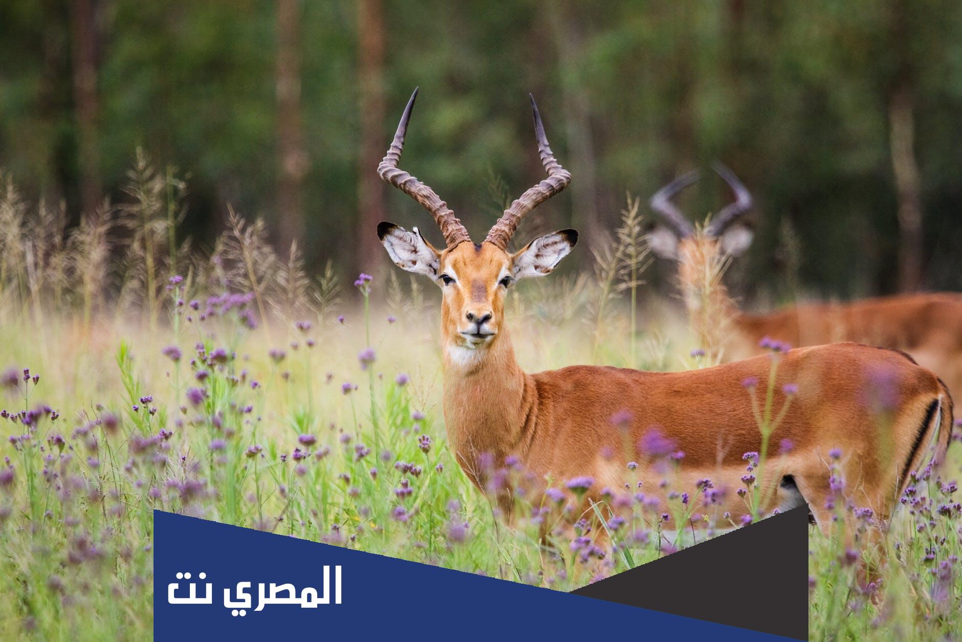 ما هو الاسم الذي تعرف به انثى الغزال