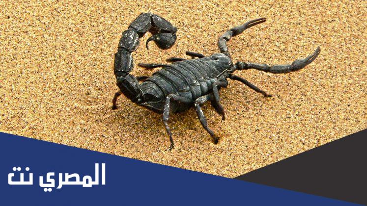 ما هو الحيوان الذي يتحمل العطش بعد الجمل