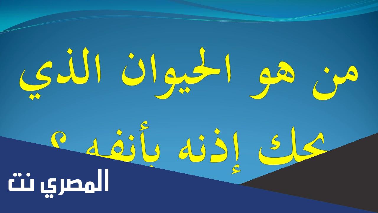 ما هو الحيوان الذي يحك اذنه بخشمه