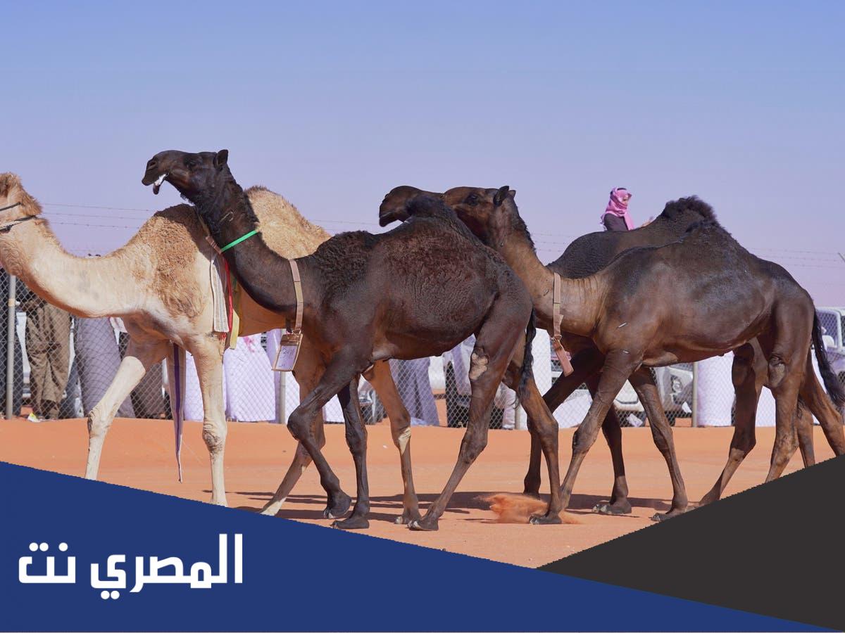 ما هو الشداد في المزاين ؟