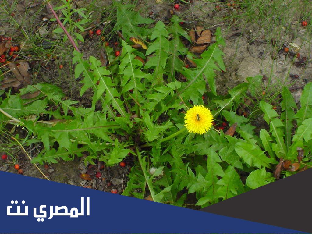ما هو نبات الهندباء وما هي فوائد نبات الهندباء