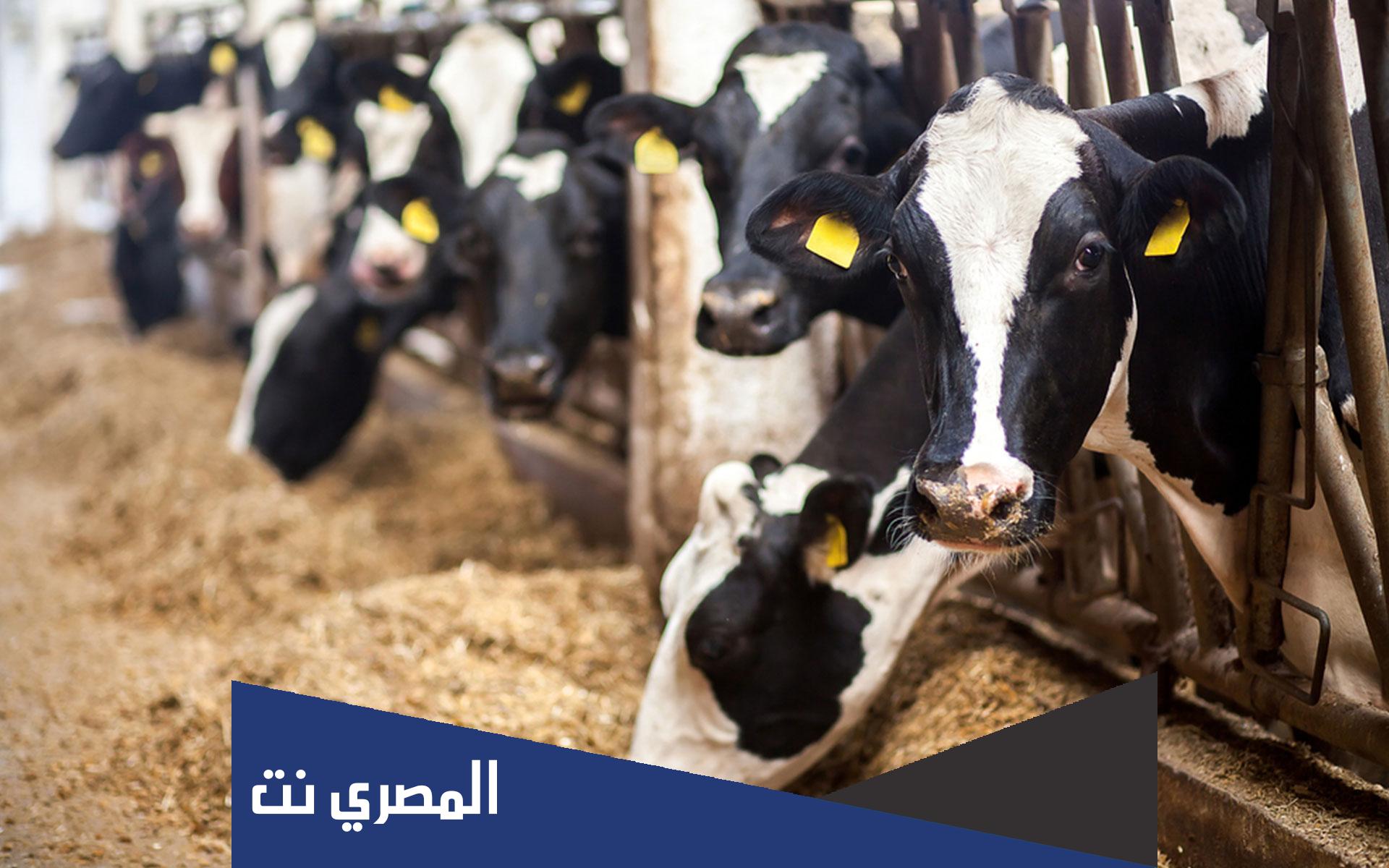 ما هي العليقة الحافظة