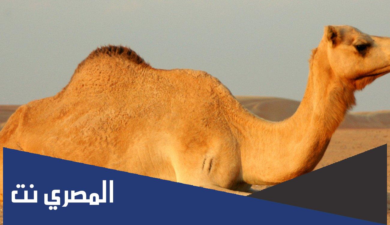 ما هي نتائج بيرق المؤسس صفر 2022