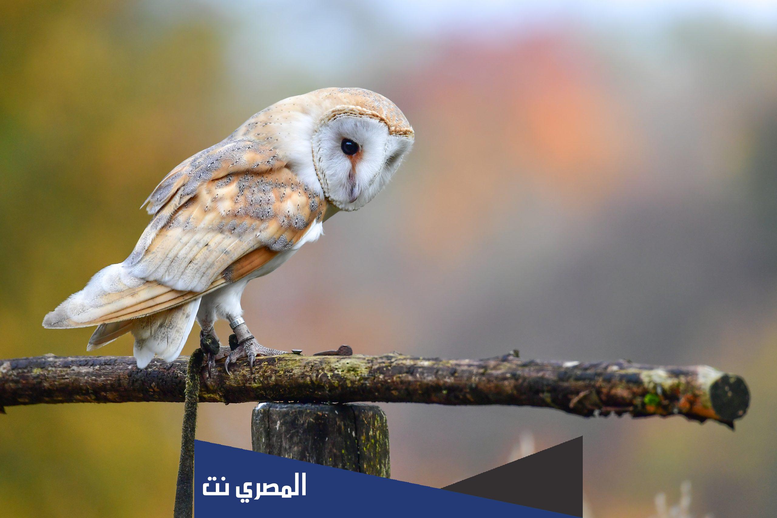 ماذا يطلق على صوت البومه