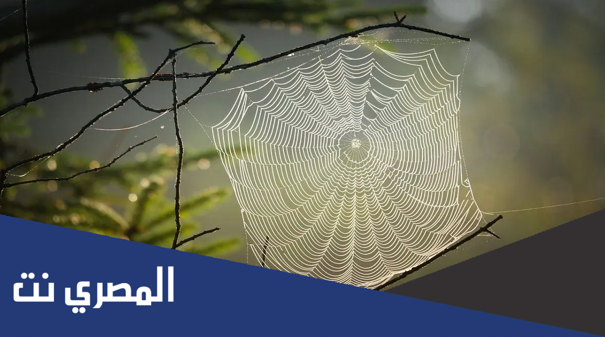 ماهو اضعف بيت على وجه الارض