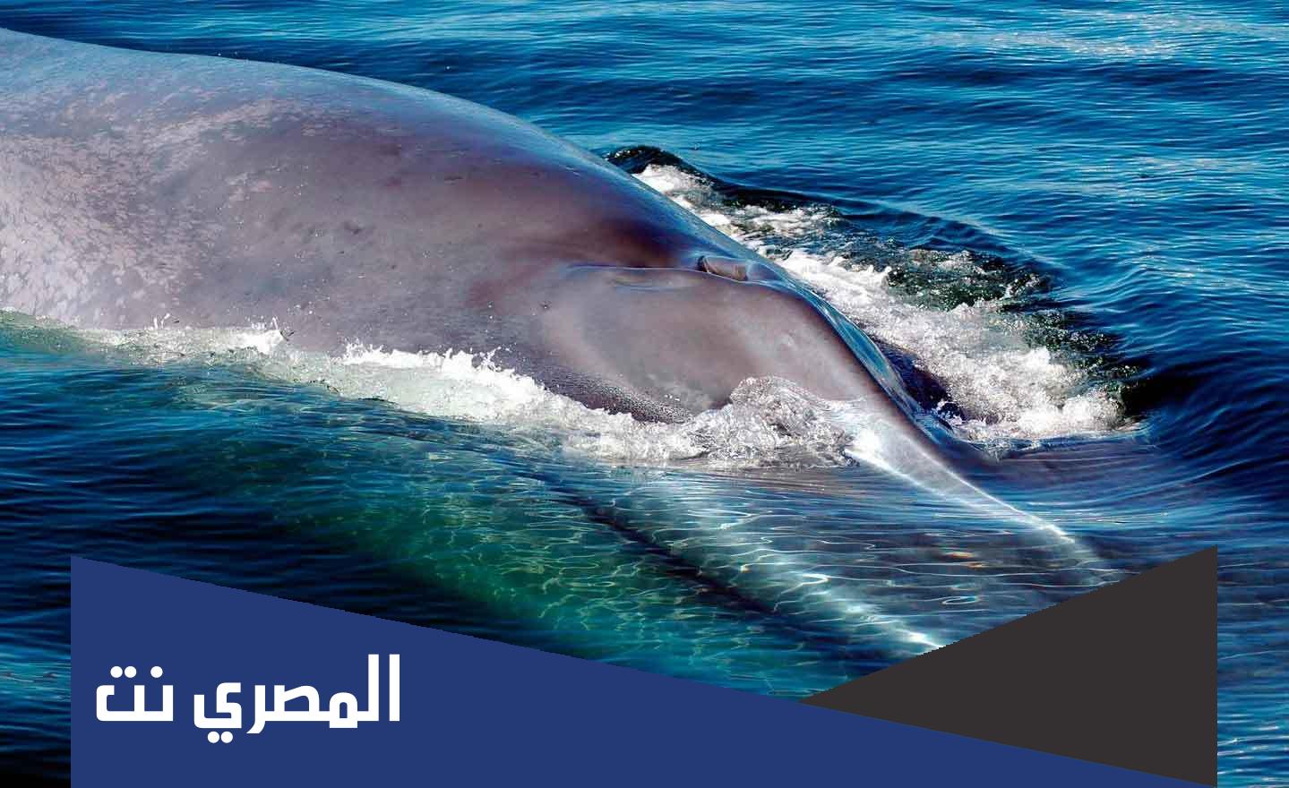 ماهو الحيوان الاضخم من حيث الحجم الفيل او الحوت الازرق