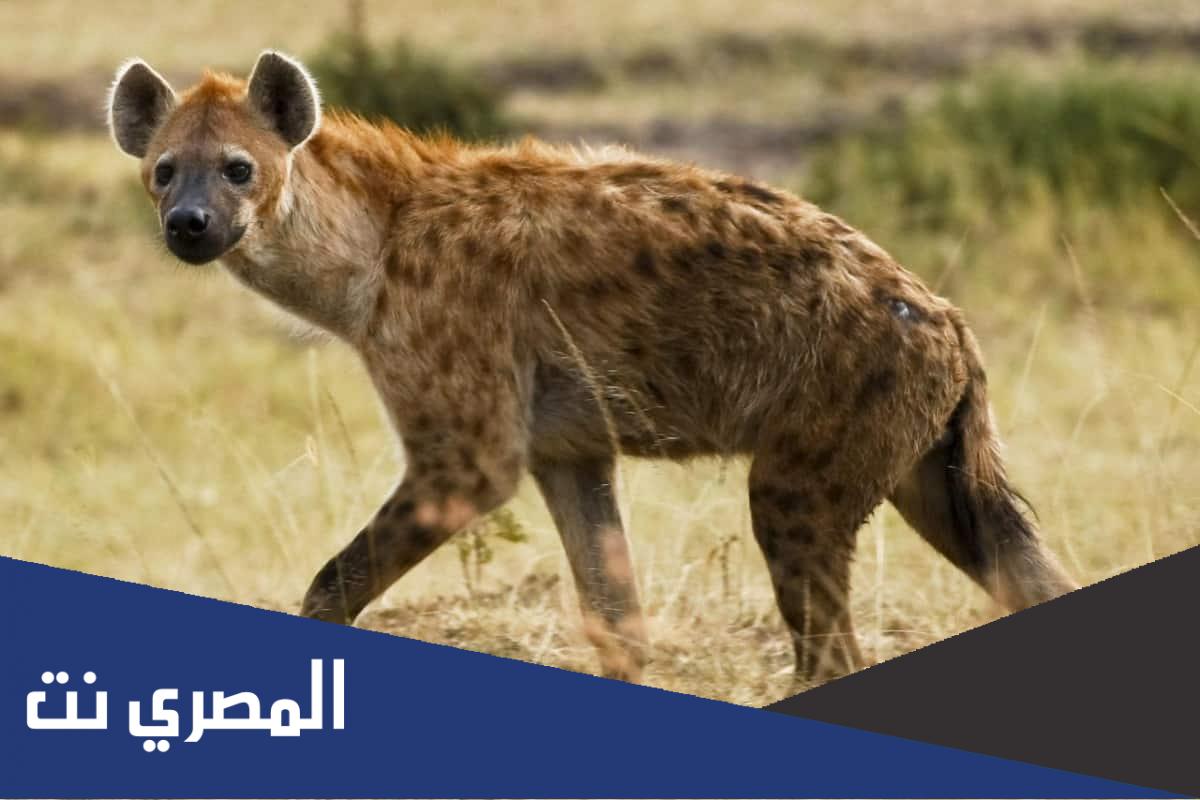 لماذا يأكل الضبع فريسته حية