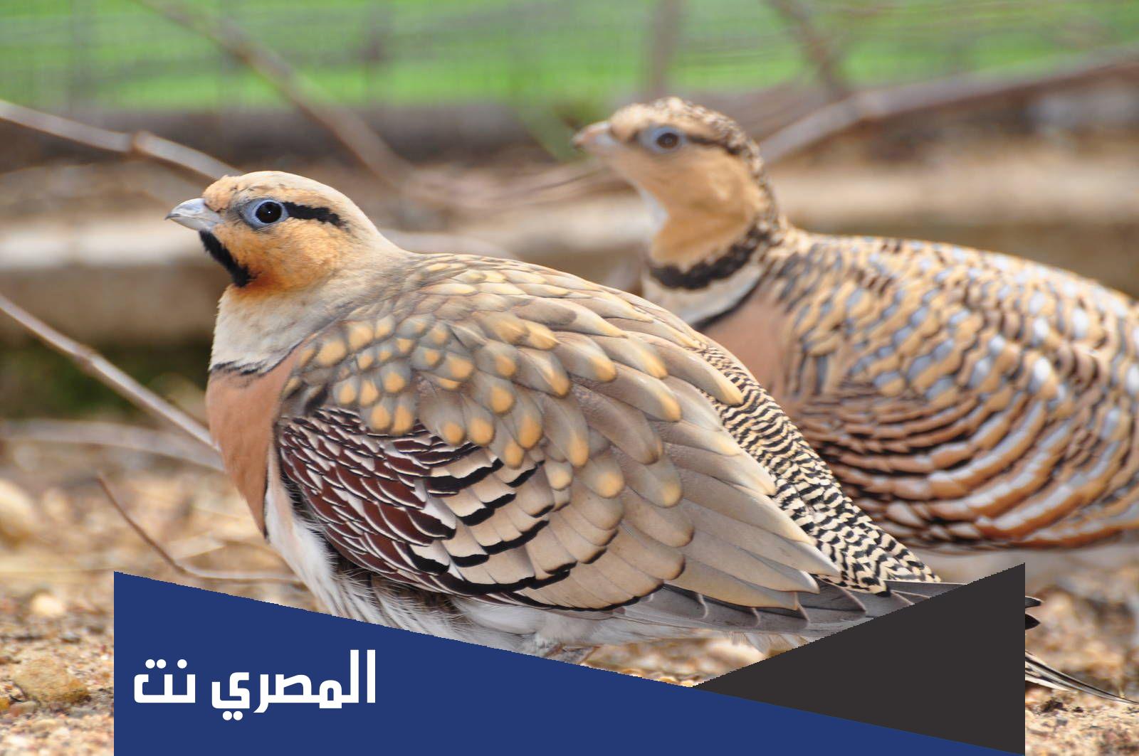 معلومات عن طائر القطا