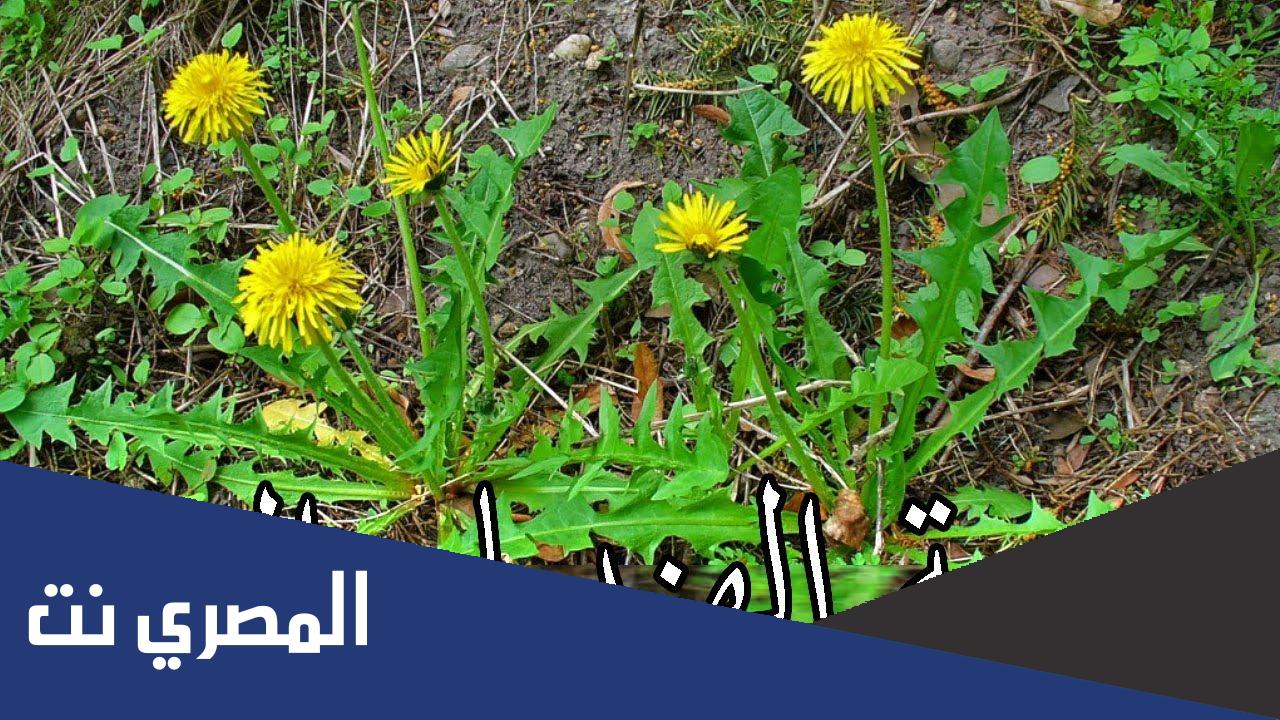 معلومات عن نبات الهندباء في السعودية