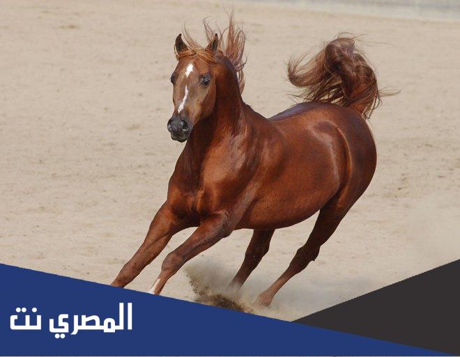 من هي عبيه