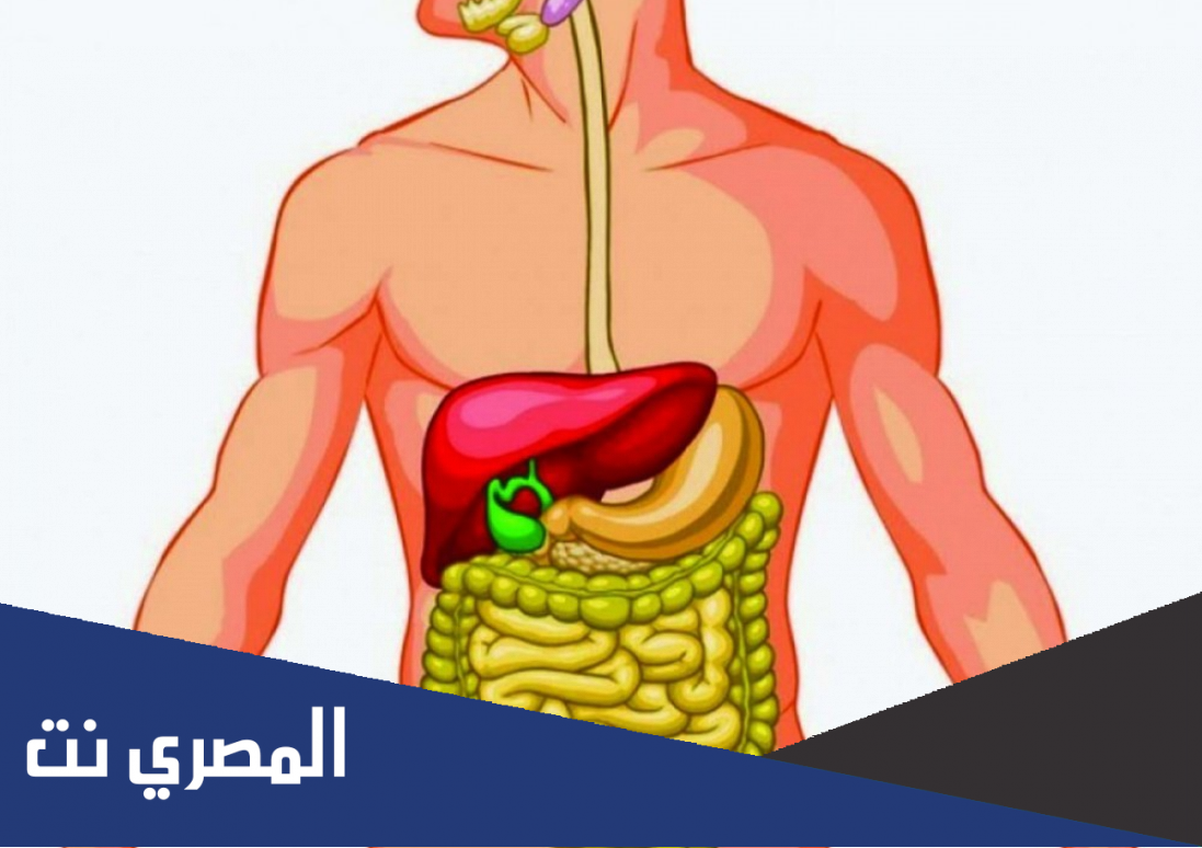 هل إنزيم البيبسين يدخل في هضم